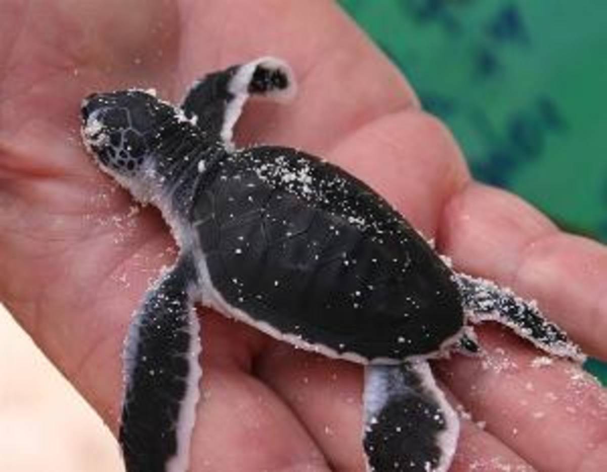 Costa Rica - Sea Turtle Conservation — photo 4