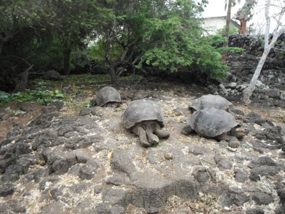 The Experiment: Ecuador: The Galápagos Islands, Cloud Forest — photo 2