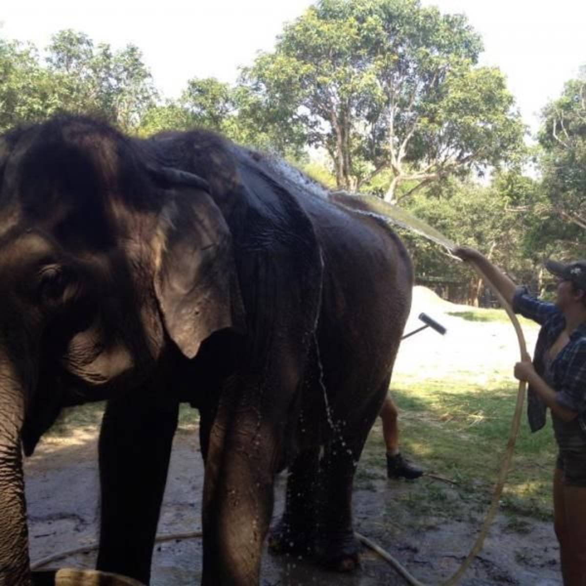 Bathing elephants in Thailand