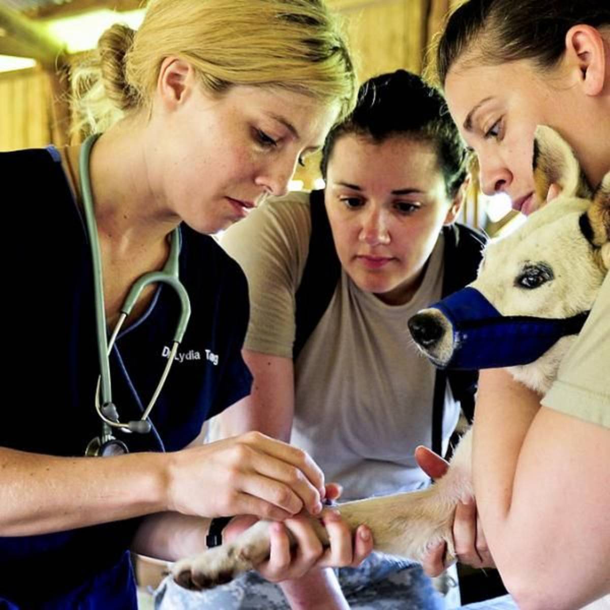 Veterinary Science Internship