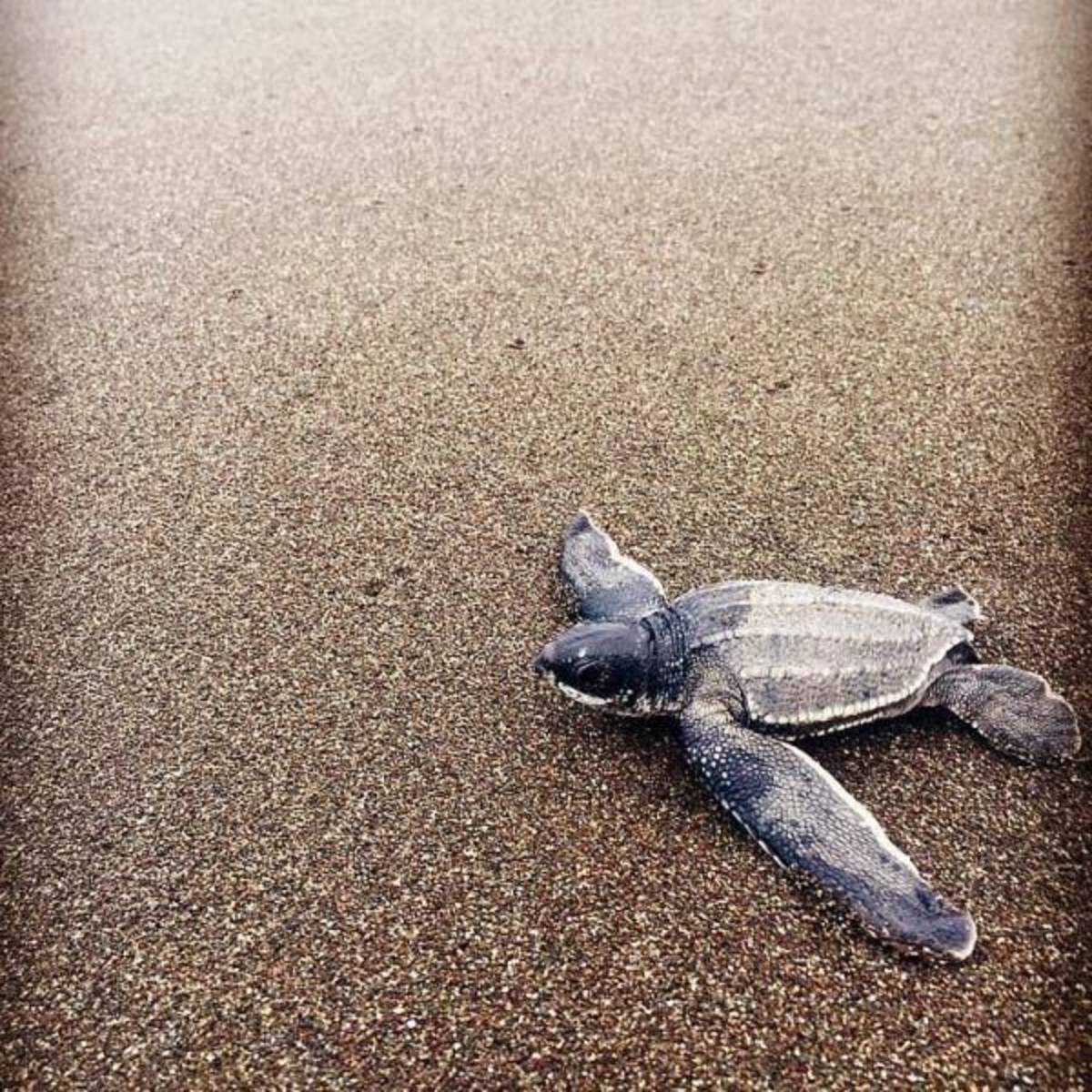 Turtle