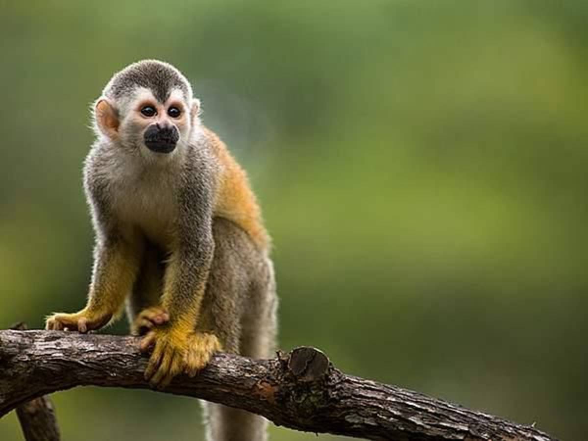 Monkey