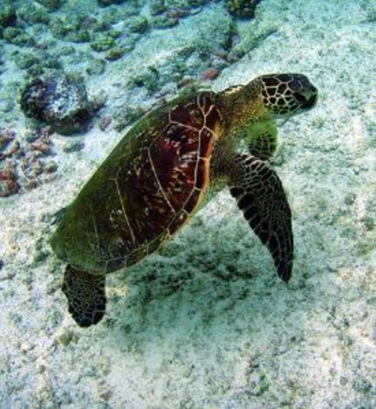 Costa Rica - Sea Turtle Conservation — photo 5