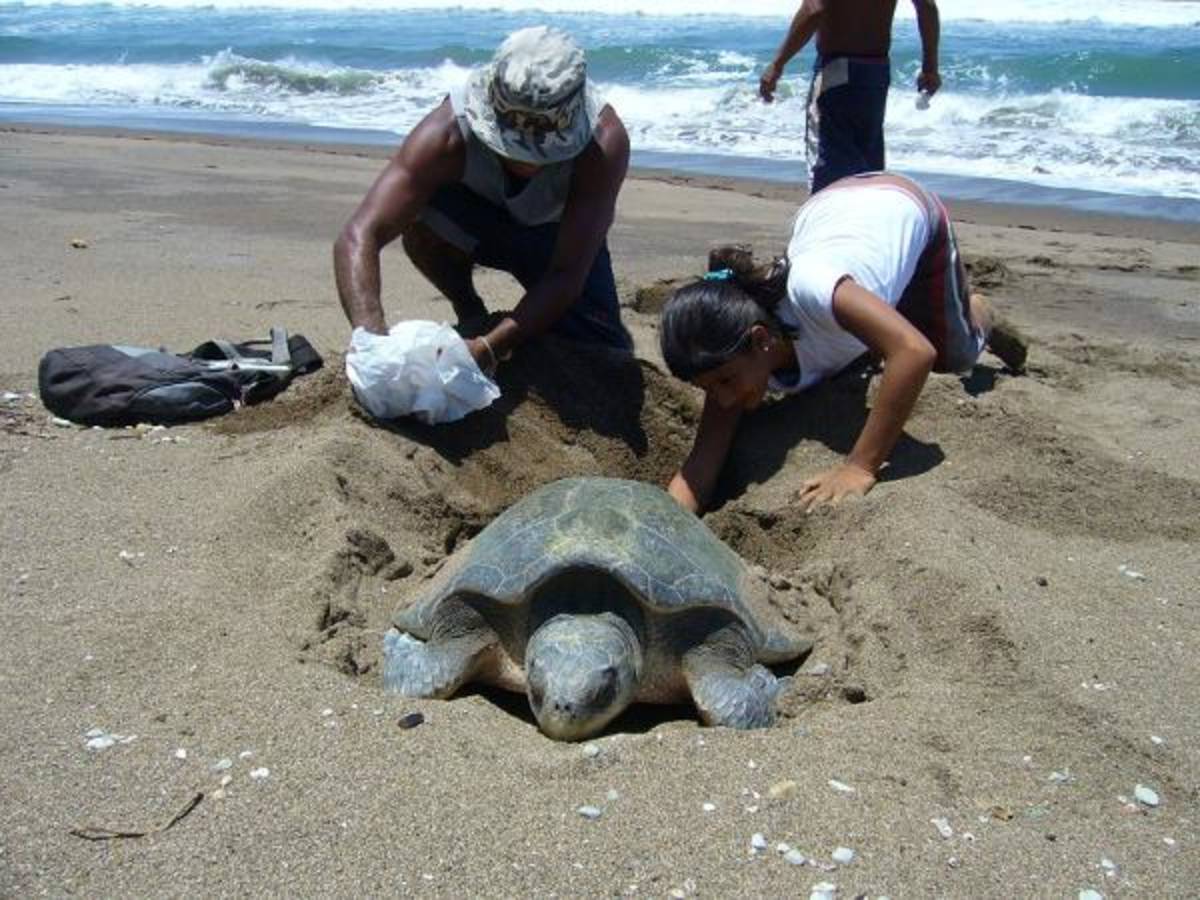 Coastal Program Volunteering - Escazu & San Jose, Costa Rica — photo 3