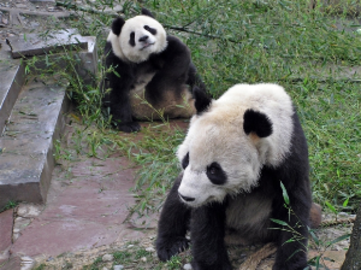 Giant Panda Center in Chengdu, China — photo 3