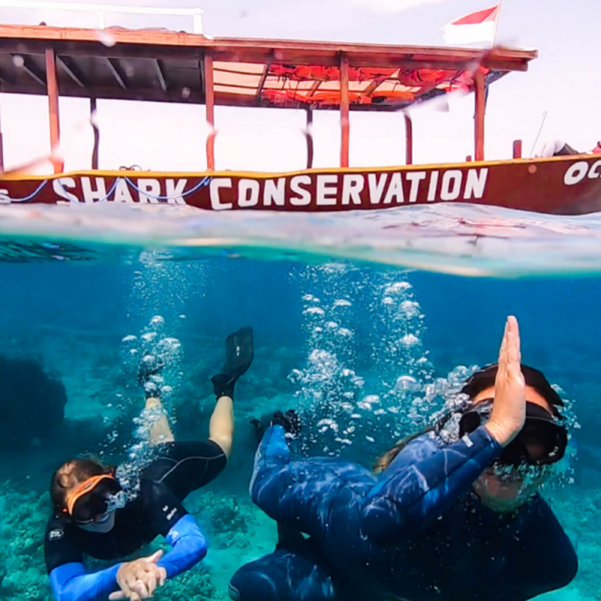 Volunteer at the Shark Conservation and Research Center in Indonesia