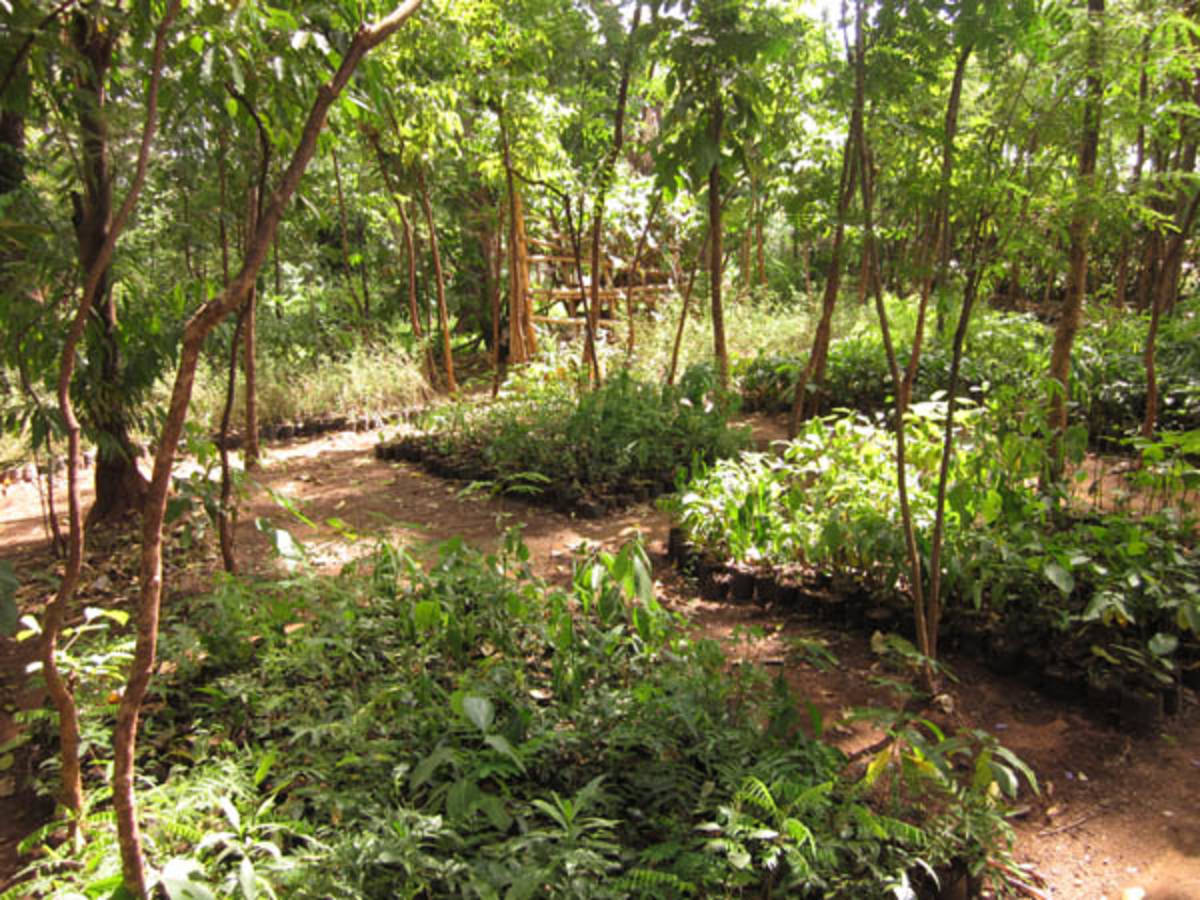 Mother Nature Climate Change Camp in Kilimanjaro, Tanzania — photo 4