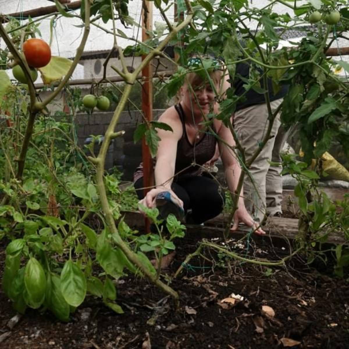 Working in the greenhouse