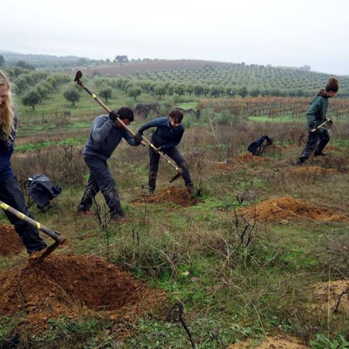 Forest Conservation