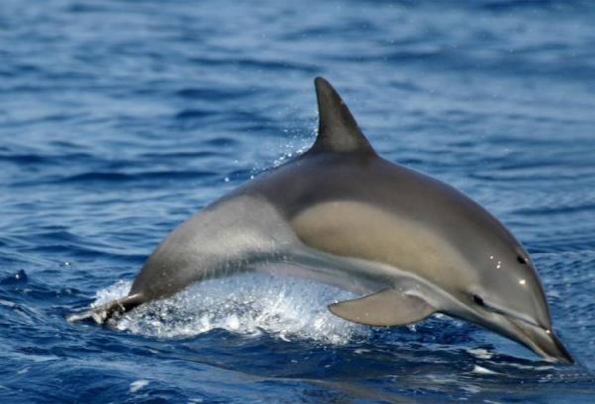 Italy - Liveaboard Dolphin Research Expedition — photo 1