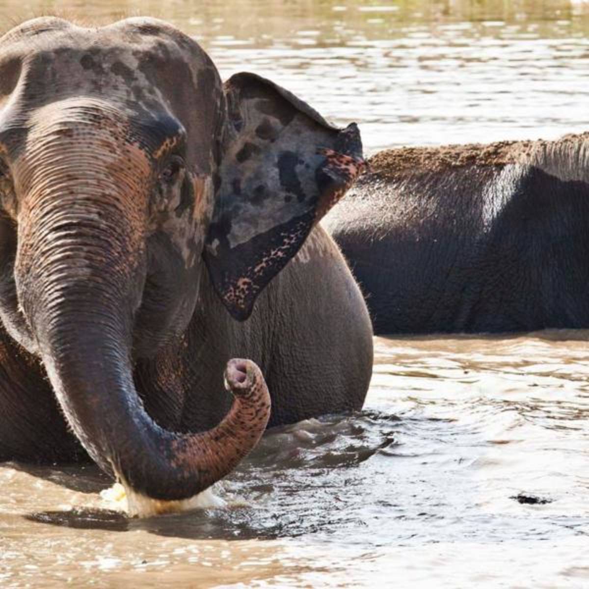 Elephants in the river 