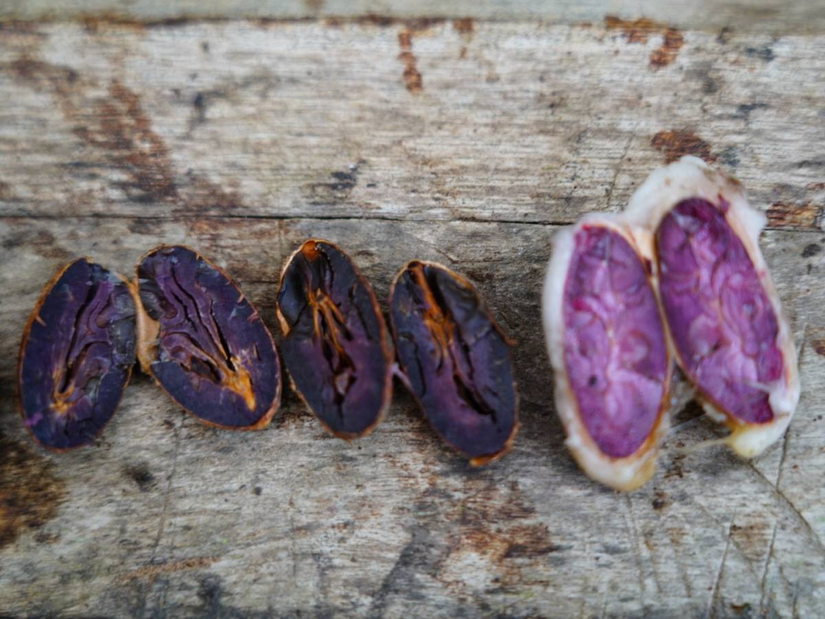 A close up photo of cacao beans, split in half.