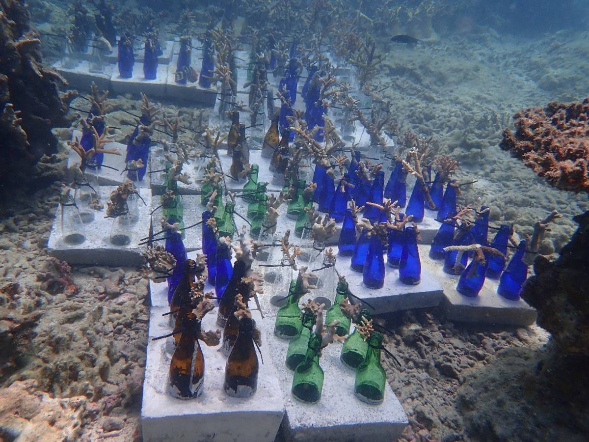 a coral nursery or reef restoration project