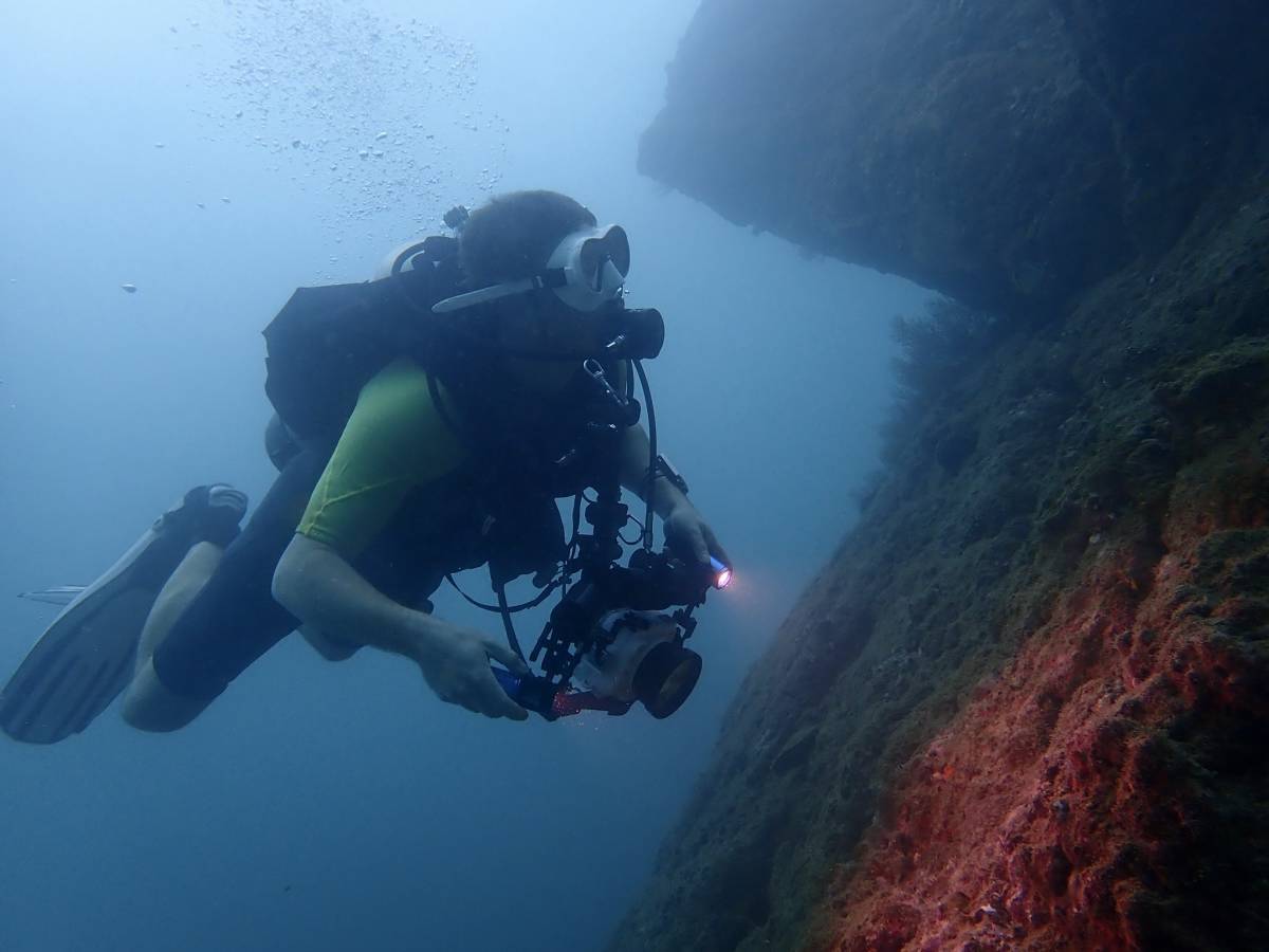a diver surveys coral