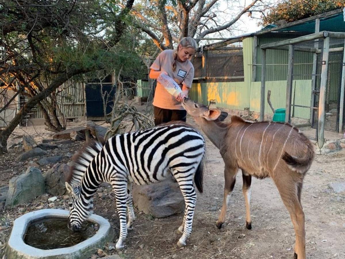 A female volunteer bottle feeding an antelope with a zebra in front