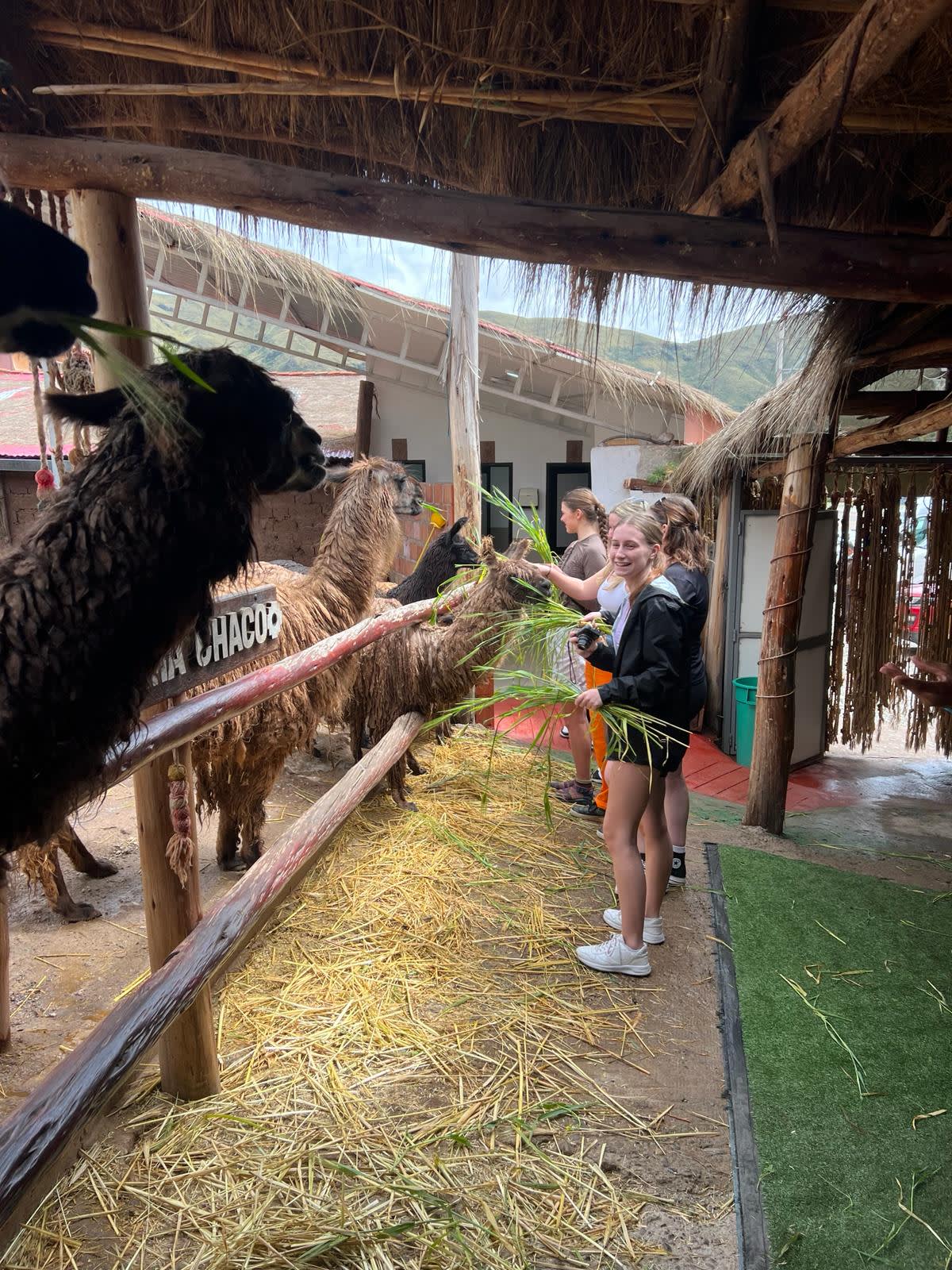 a girl feeds an alpaca