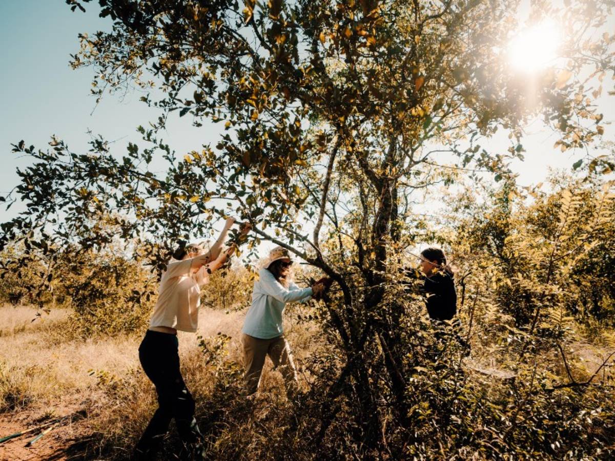 A group doing conservation work on a tree branch in Kruger on a Penda Photo Tour safari