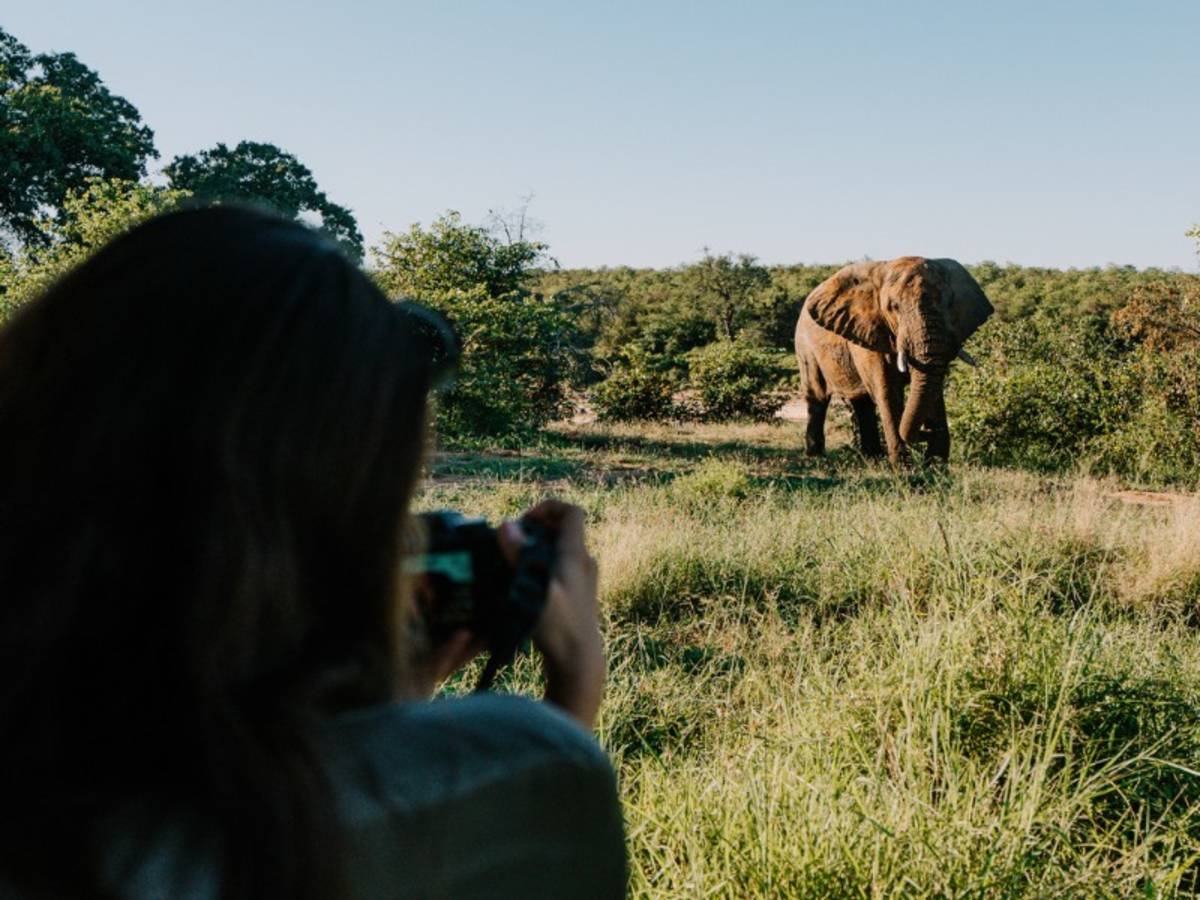 A guest photographing an elephant standing in tall grass in Kruger on Penda Photo Tour