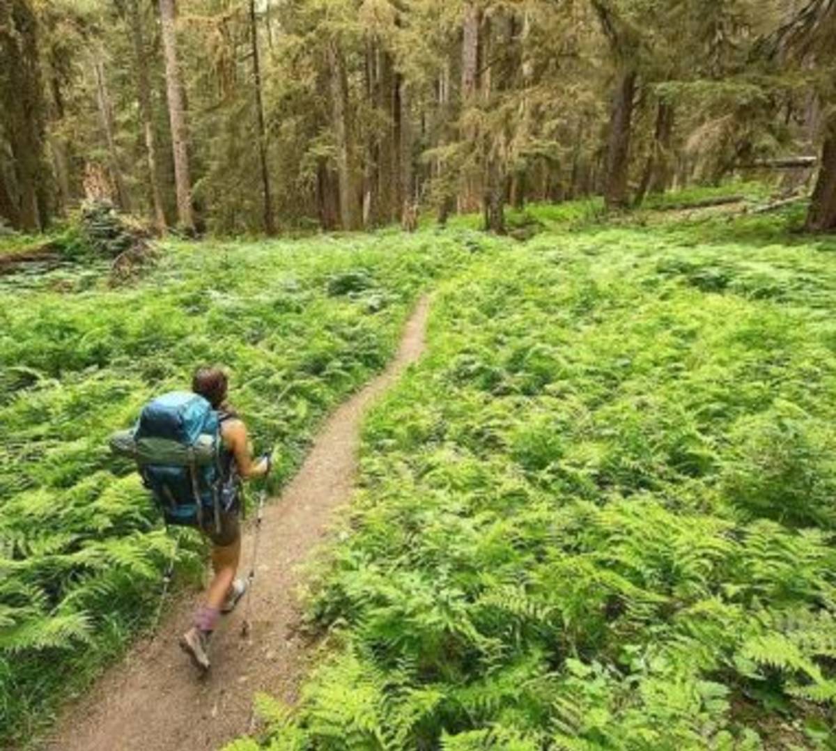 A hiker trekking through a vibrant green forest surrounded by tall trees and lush vegetation.