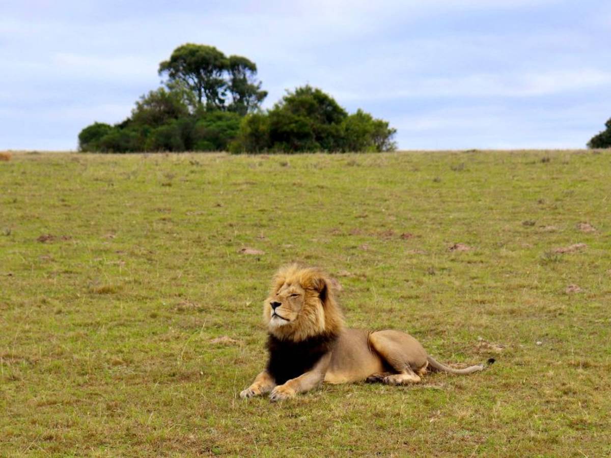 a lion relaxes in a field