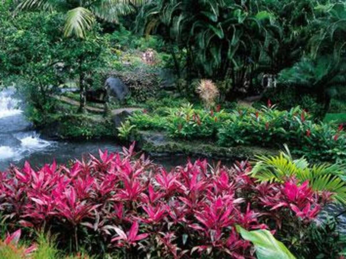 A lush tropical garden with a beautiful waterfall surrounded by vibrant vegetation.