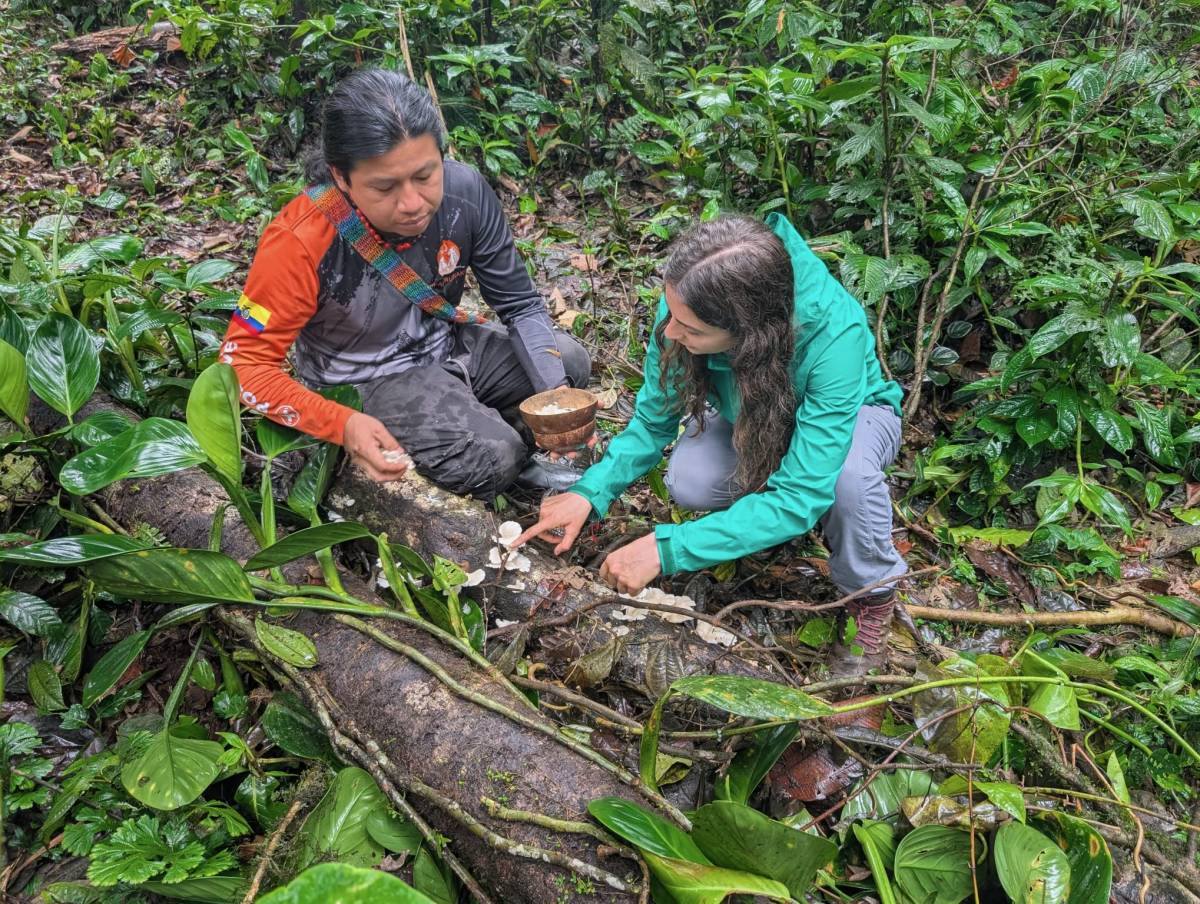 A man and woman crouch over a log harvesting mushrooms.