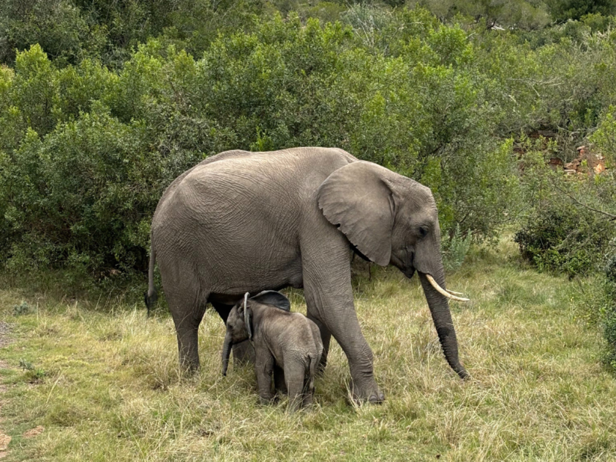 a mother and baby elephant 