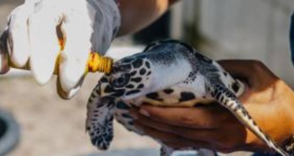 A person gently cradling a tiny baby turtle in their hand.