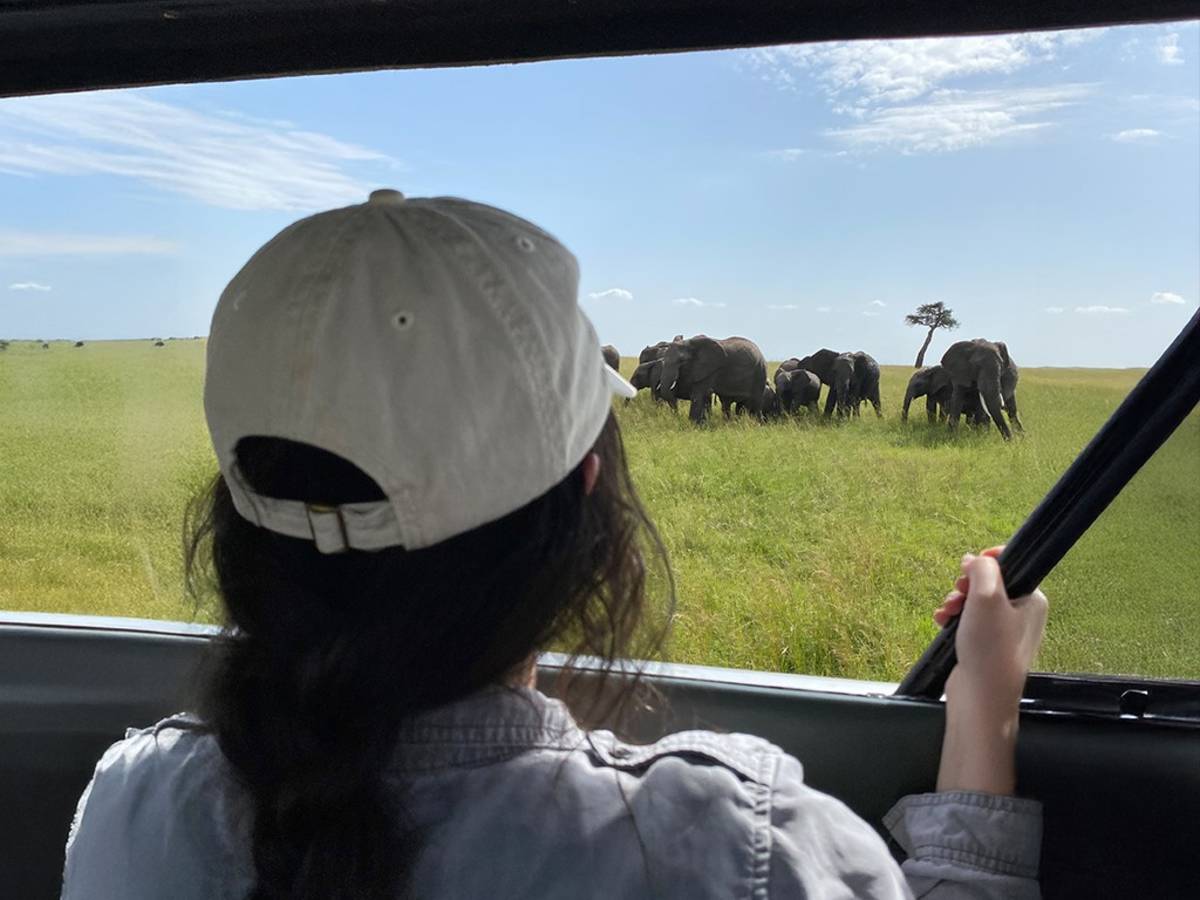 A person in a vehicle watches elephants on a savanna.