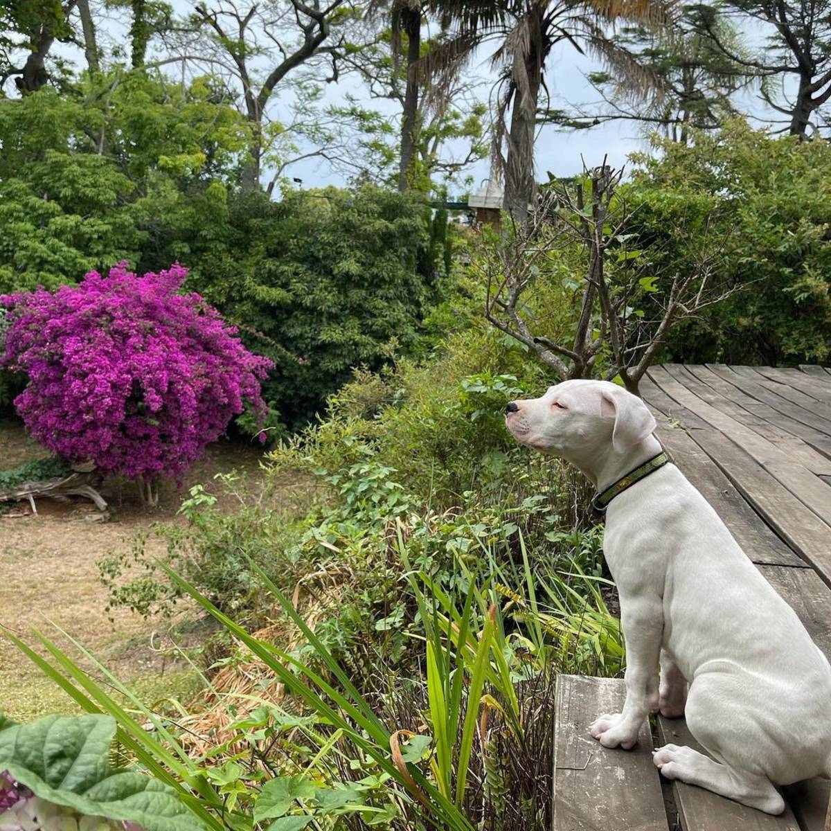 A picture our intern took of a dog resting near some grass
