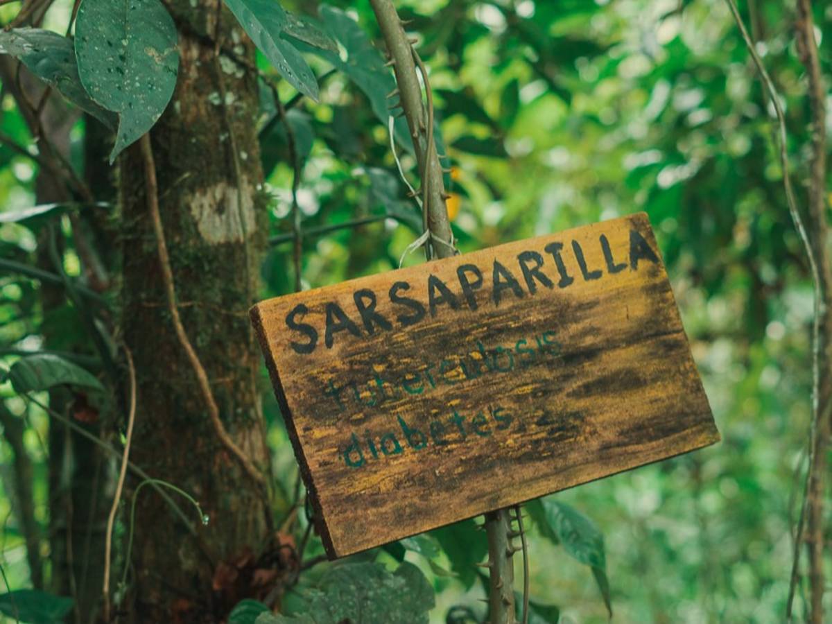 A plant with sign reading "sarsaparilla"