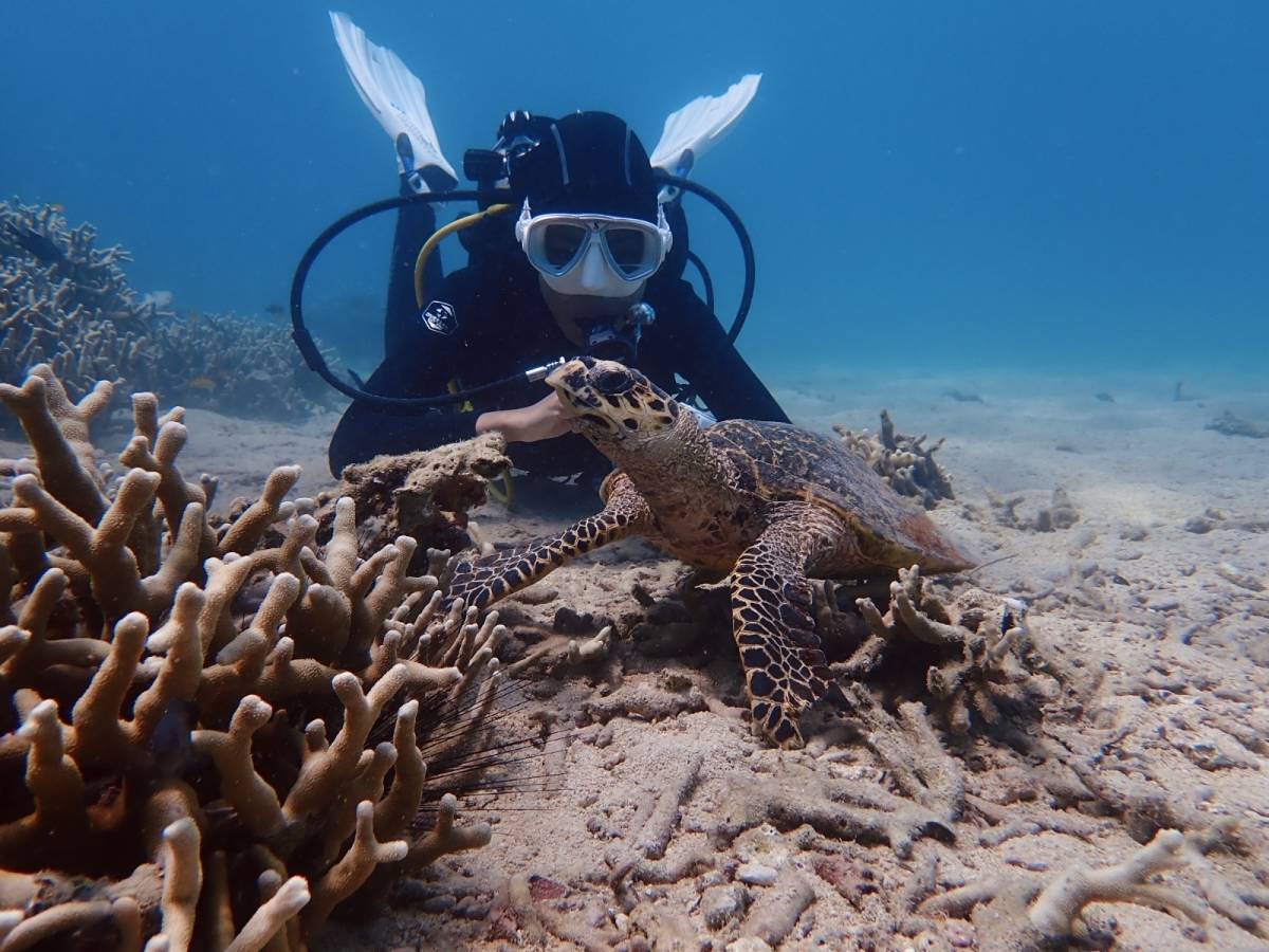 a scuba diver encountering a sea turtle