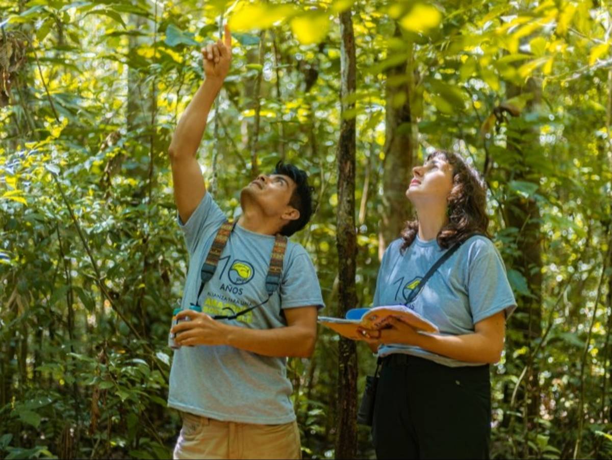 A staff member showing something in the canopy while training a new intern