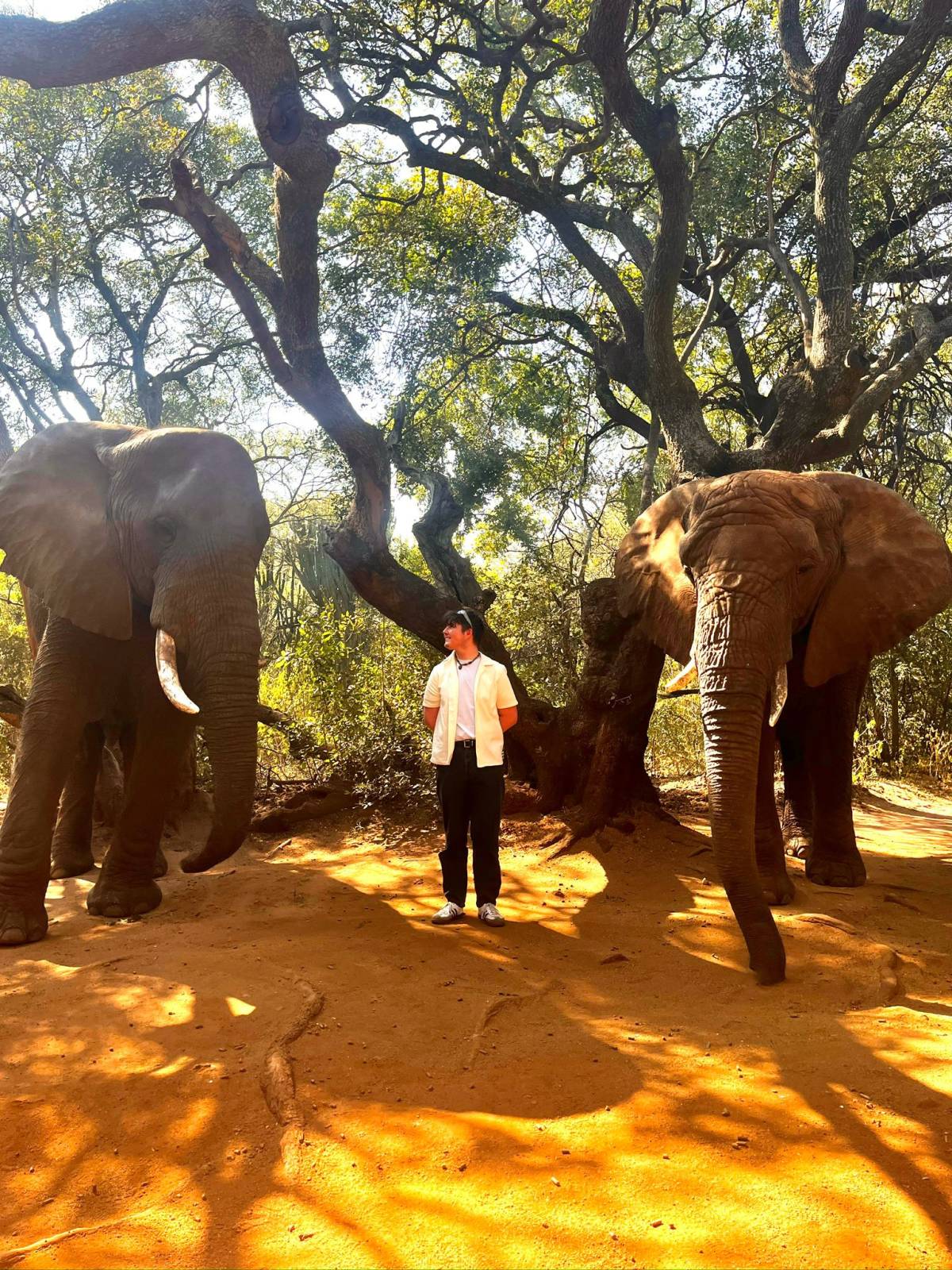 A volunteer stands in between two African Elephants underneath the trees. 