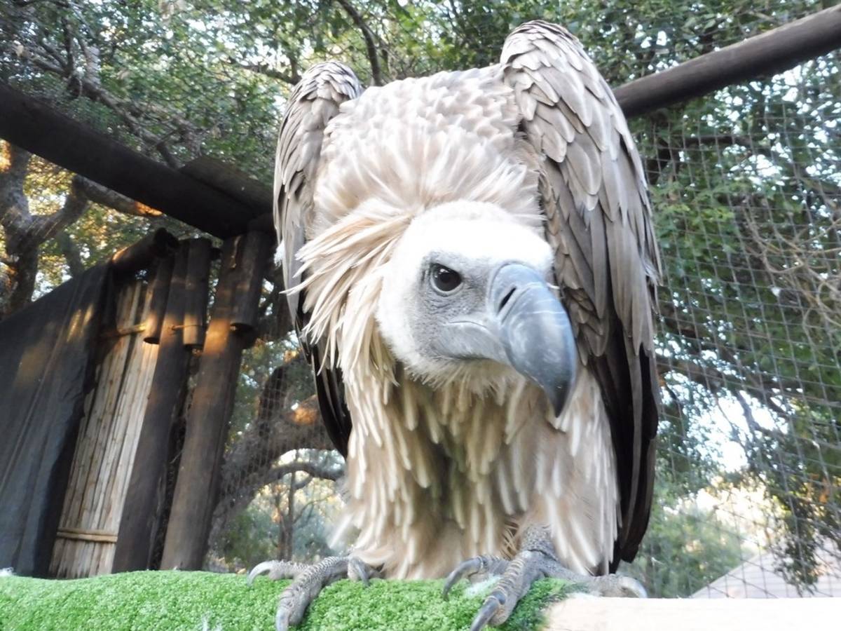 A vulture at Moholoholo