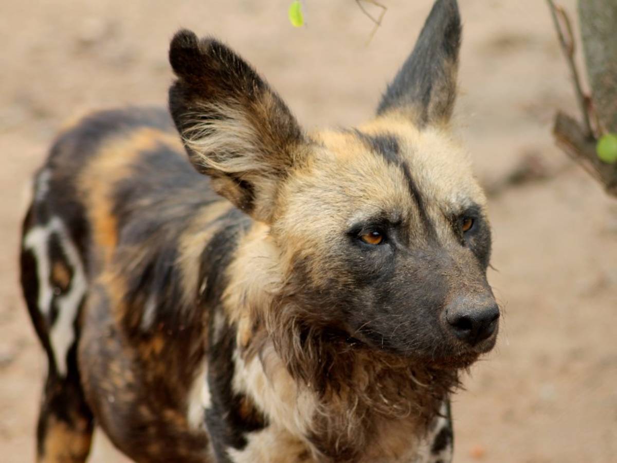 A wild dog at Moholoholo