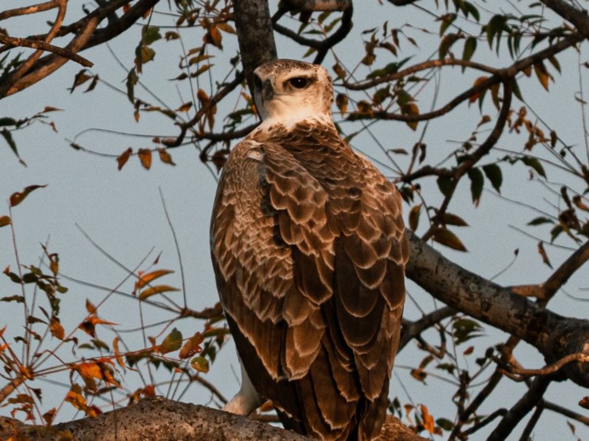 A young raptor perched in a tree in Kruger on a Penda Photo Tour