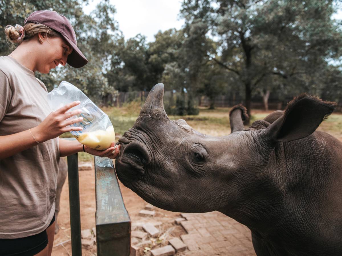 ACE volunteer bottle feeding a rhino over the fence