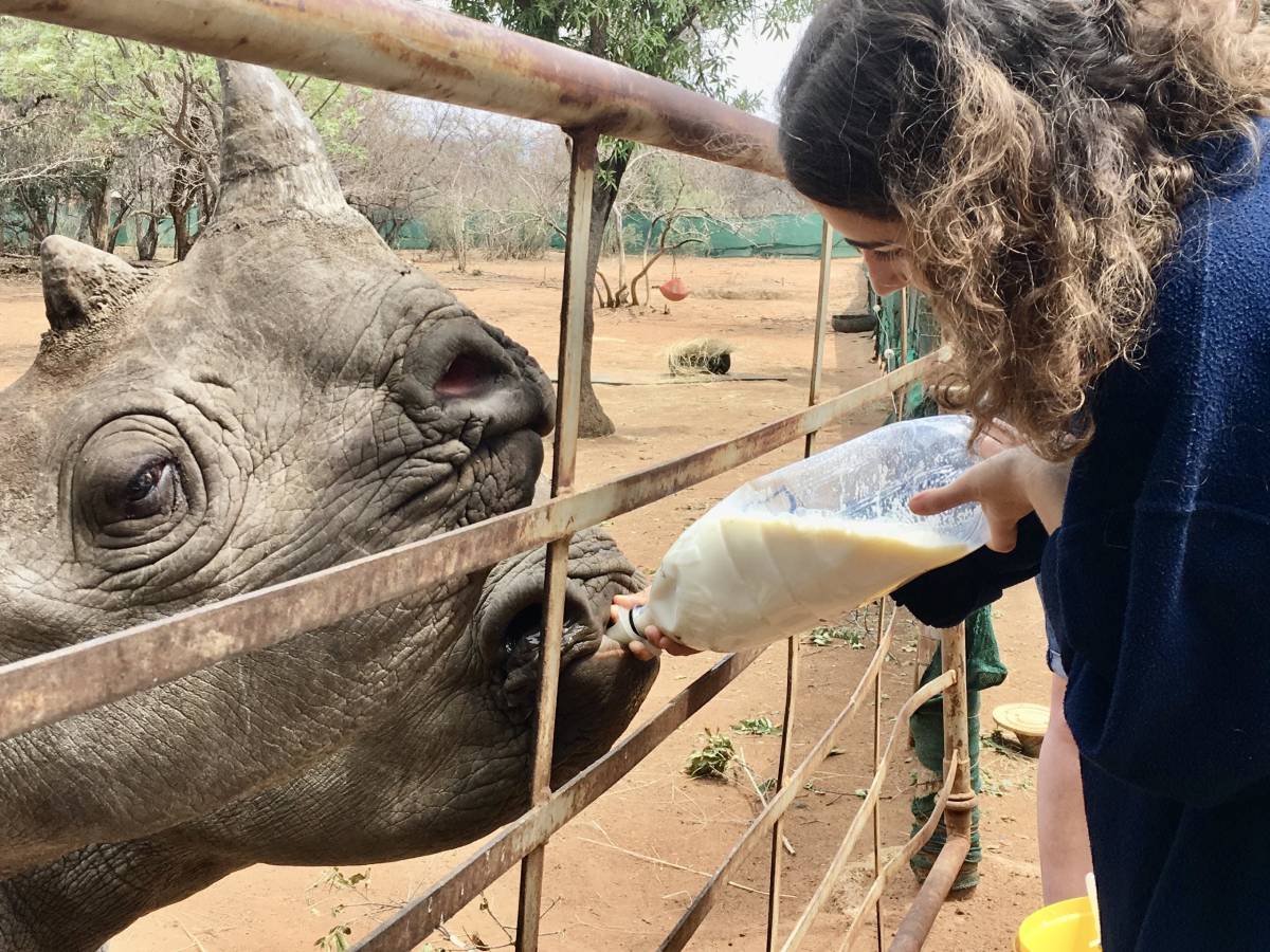 ACE volunteer bottle feeding a rhino through a fence