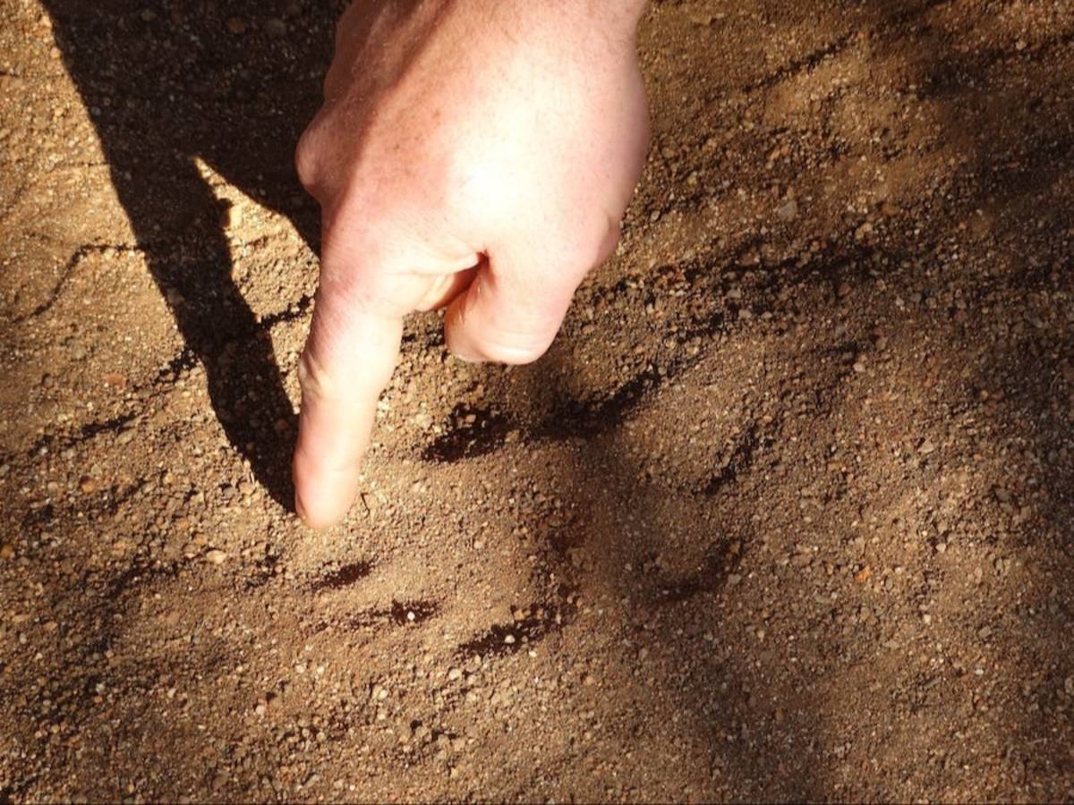 ACE volunteer pointing at a lion's track