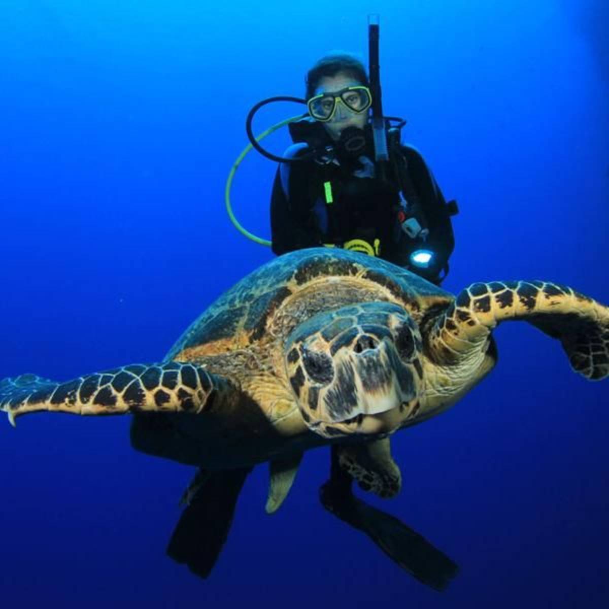 ActionQuest Scuba Diving