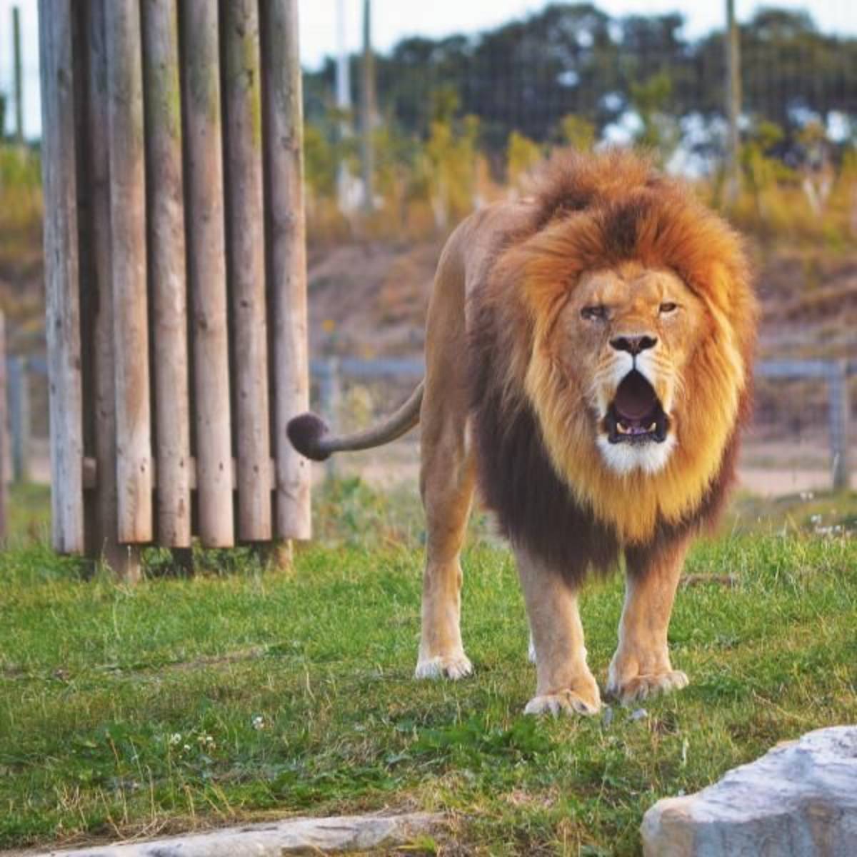 Wildlife Park internships