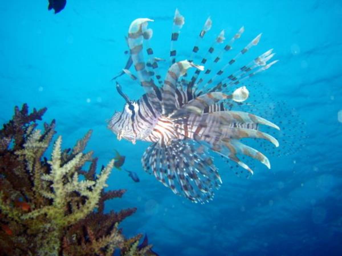 Fiji - Diving and Marine Conservation Expedition — photo 2
