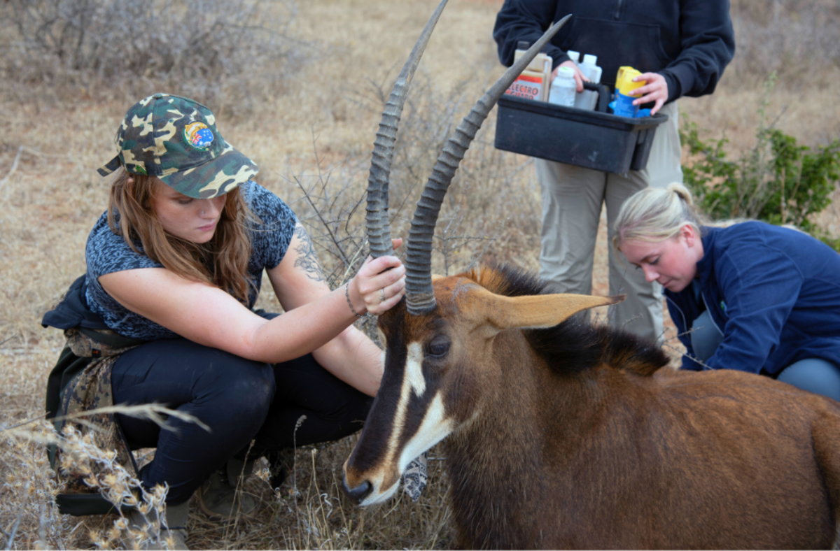 Adult sable stabilised during health check done by veterinary volunteers