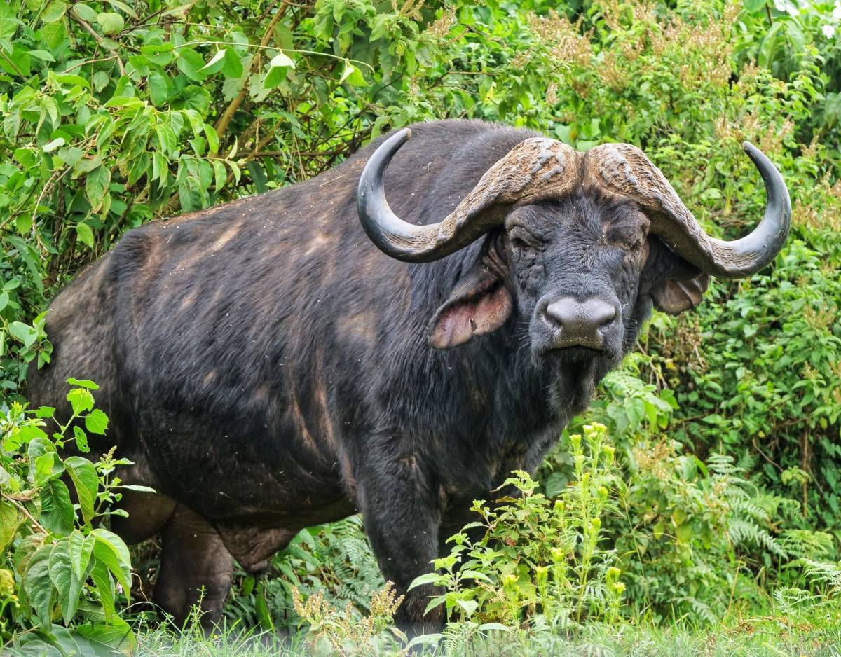 Africa cape buffalo