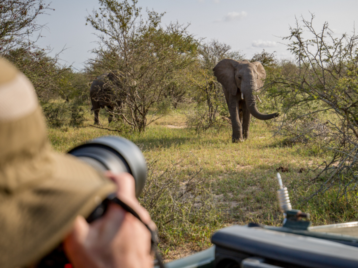 African Big 5 and Wildlife Conservation in South Africa