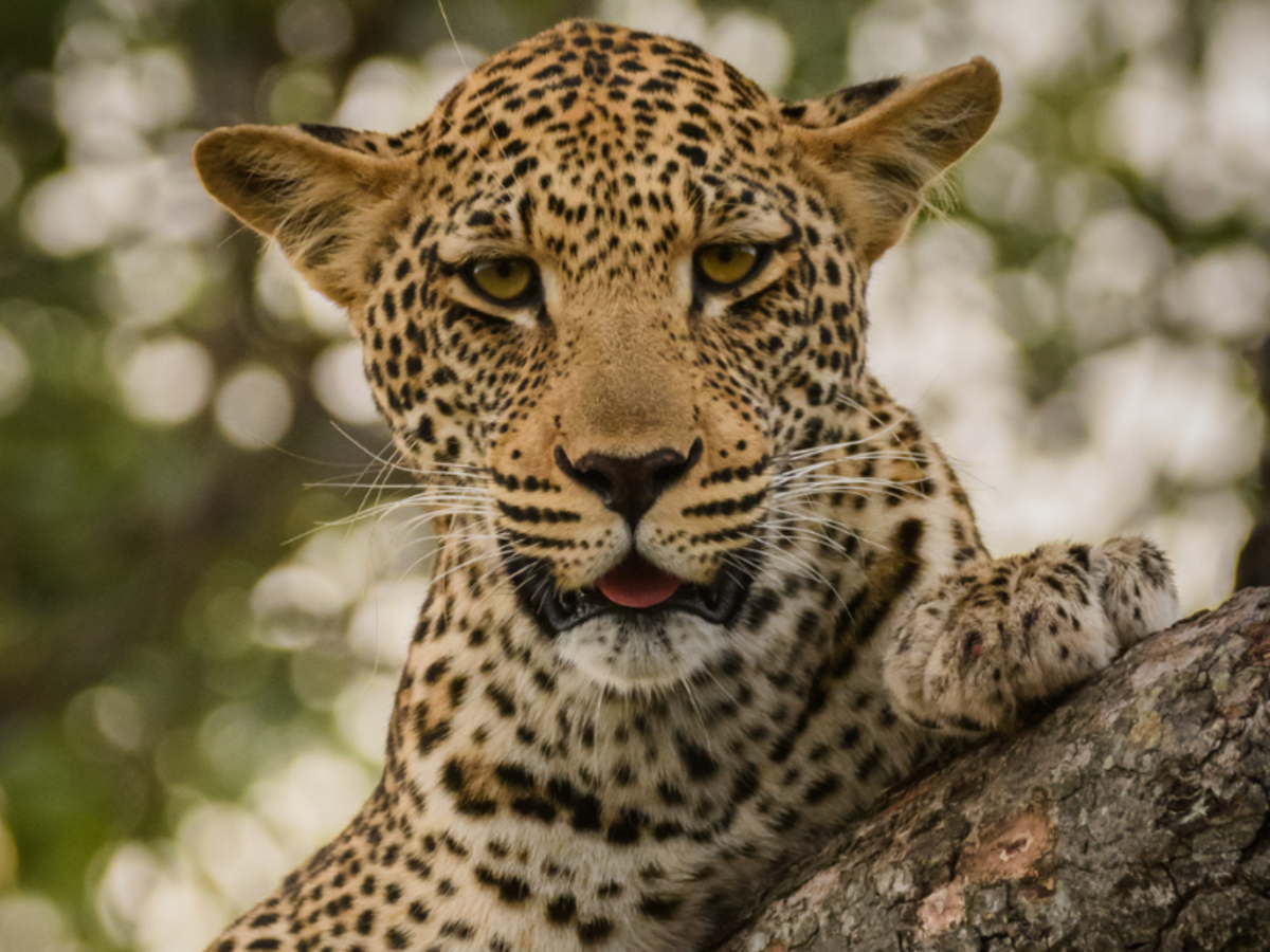 African Big 5 and Wildlife Conservation in South Africa