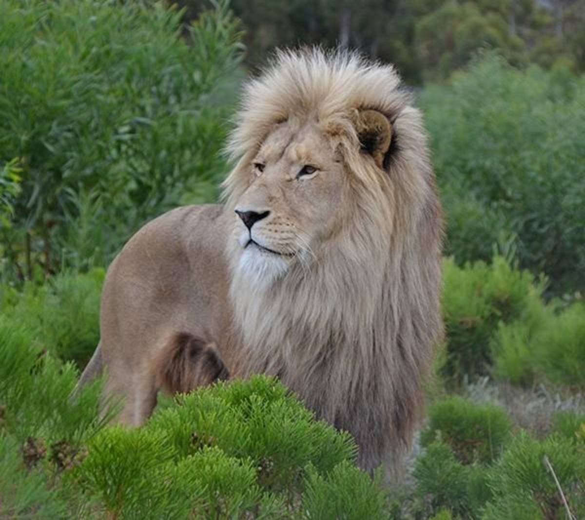 Volunteering at a conservation sanctuary 
