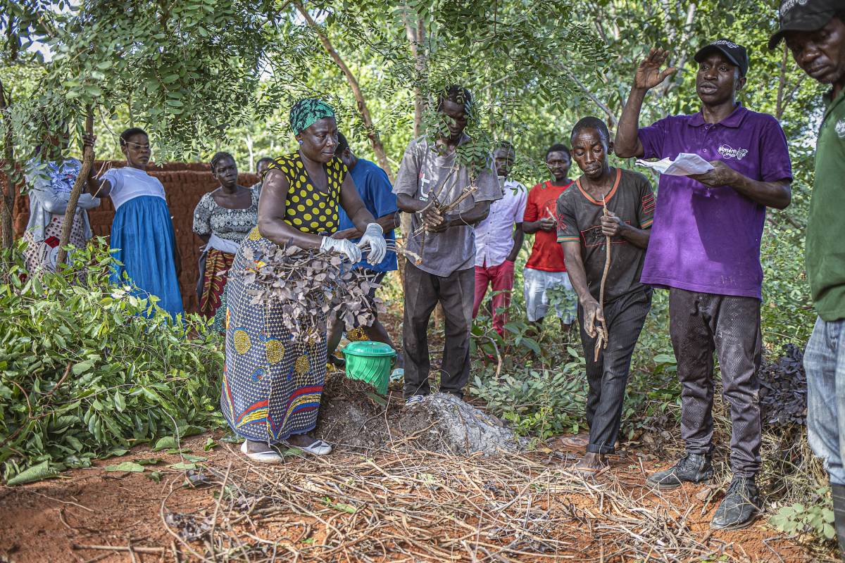 Agroforestry Internship in Malawi