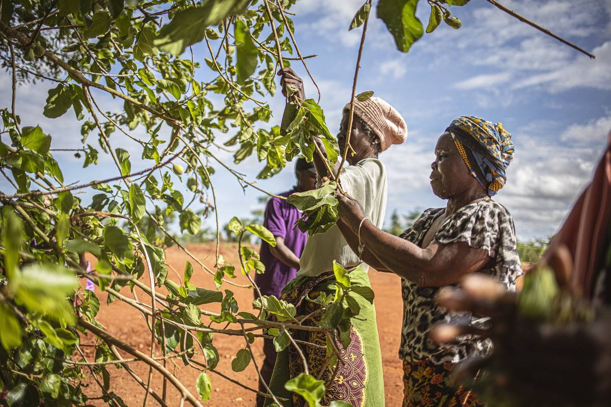 Agroforestry Internship